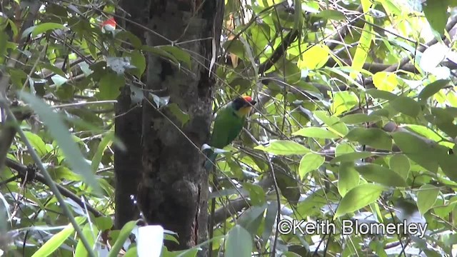Necklaced Barbet - ML201009091