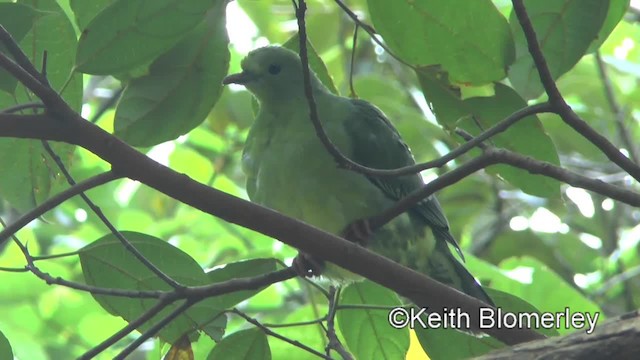 Wedge-tailed Green-Pigeon - ML201009101