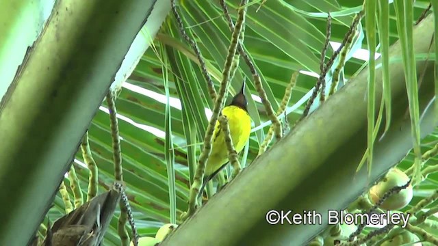 Braunkehl-Nektarvogel - ML201009111