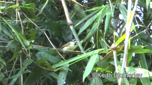 Gray-headed Parrotbill - ML201009121