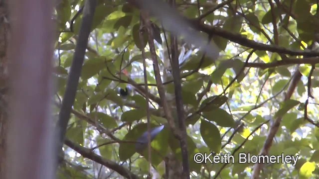 Black-hooded Laughingthrush - ML201009141