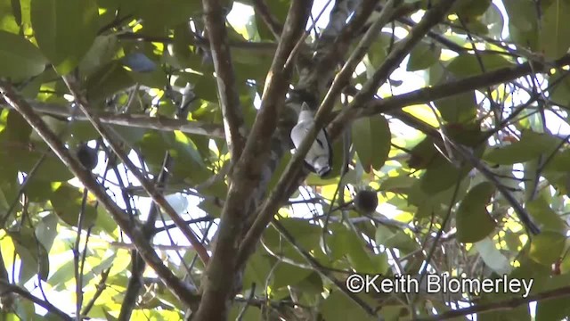 Silver-breasted Broadbill - ML201009151