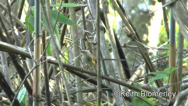 Prinia à sourcils - ML201009161