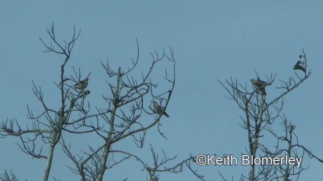 葡萄胸椋鳥 - ML201009201