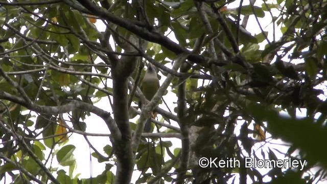 Rotsteiß-Bartvogel - ML201009231