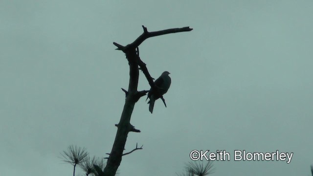 Mountain Imperial-Pigeon - ML201009241