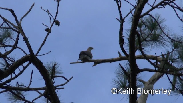 ヤマミカドバト - ML201009251