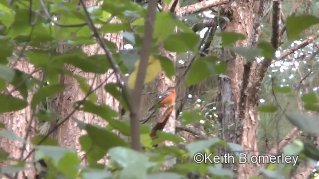 White-throated Rock-Thrush - ML201009261