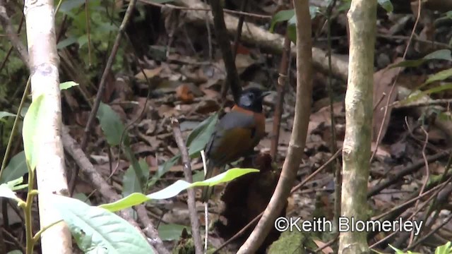 Collared Laughingthrush - ML201009281