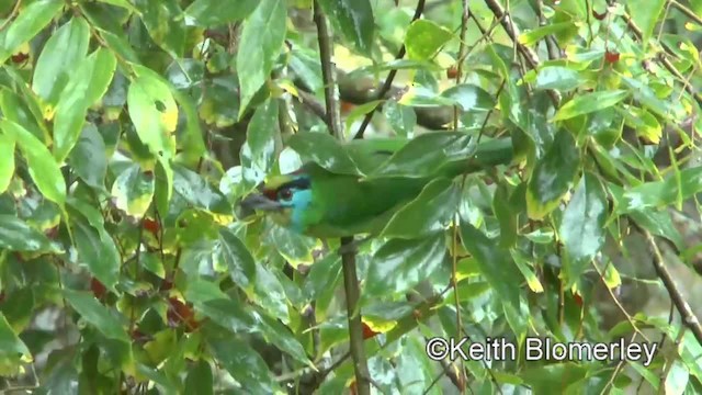 Indochinese Barbet - ML201009381