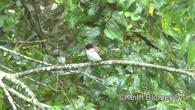 Ashy Bulbul (Brown-backed) - ML201009391