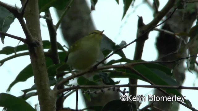 Kloss's Leaf Warbler - ML201009421