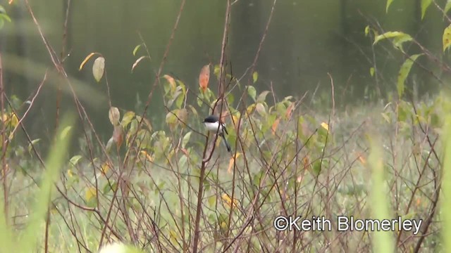 Burmese Shrike - ML201009471