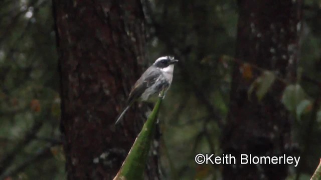 Gray Bushchat - ML201009491