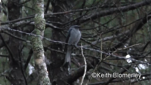 Kül Rengi Drongo [leucophaeus grubu] - ML201009501