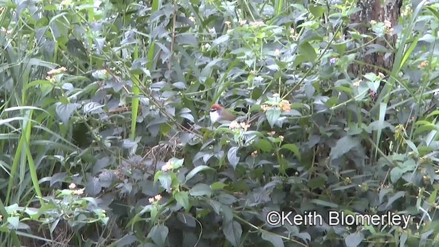 Chestnut-capped Babbler - ML201009511