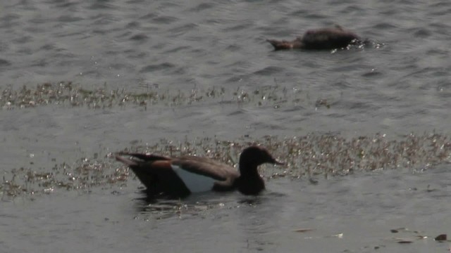 Paradise Shelduck - ML201009681