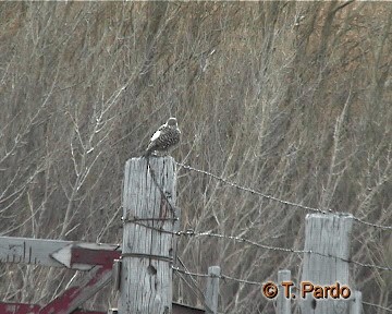 Chilean Flicker - ML201009811