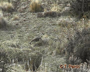 Chilean Flicker - ML201009821