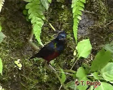 libohlásek hnědobřichý - ML201009841