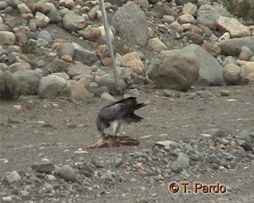 Black-chested Buzzard-Eagle - ML201009851