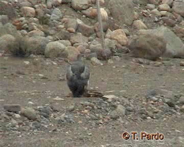 Black-chested Buzzard-Eagle - ML201009861