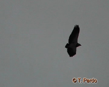 Águila Mora - ML201009871