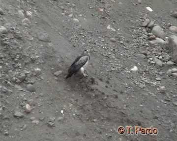 káně orlí - ML201009881