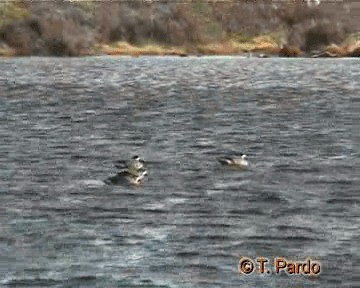 Spectacled Duck - ML201009891