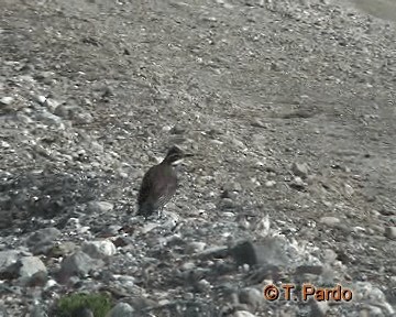 Dark-bellied Cinclodes - ML201009901