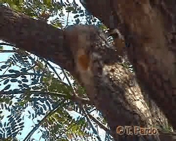 Green-barred Woodpecker (Golden-breasted) - ML201009911