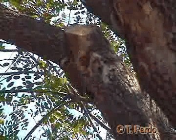 datel mravenčí [skupina melanolaimus] - ML201009921