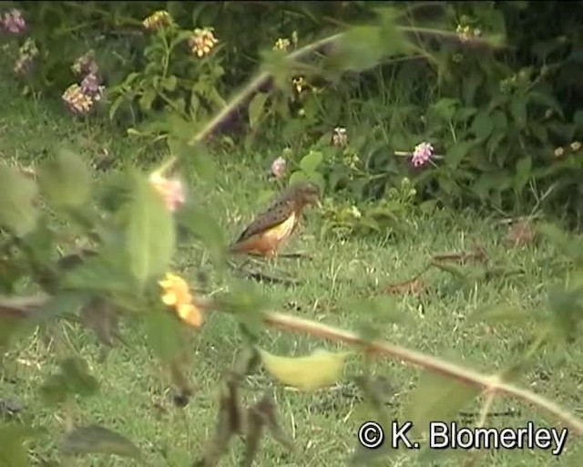 Rufous-necked Wryneck (Ethiopian) - ML201010091