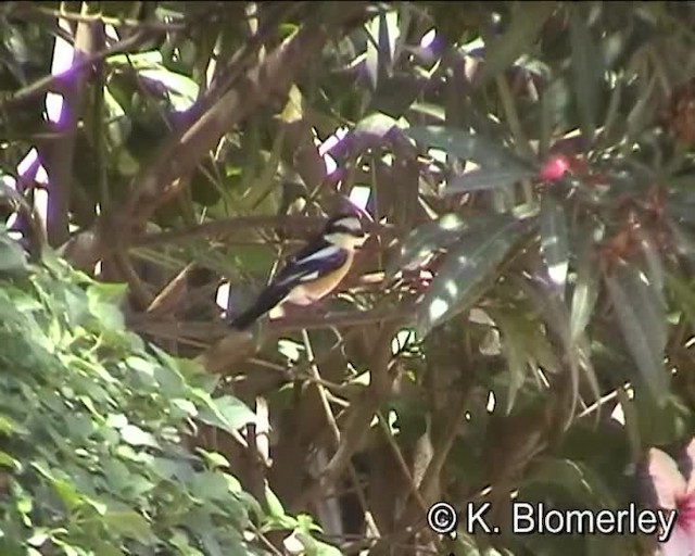 Masked Shrike - ML201010131