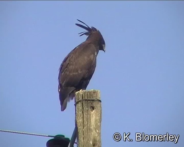 Long-crested Eagle - ML201010151