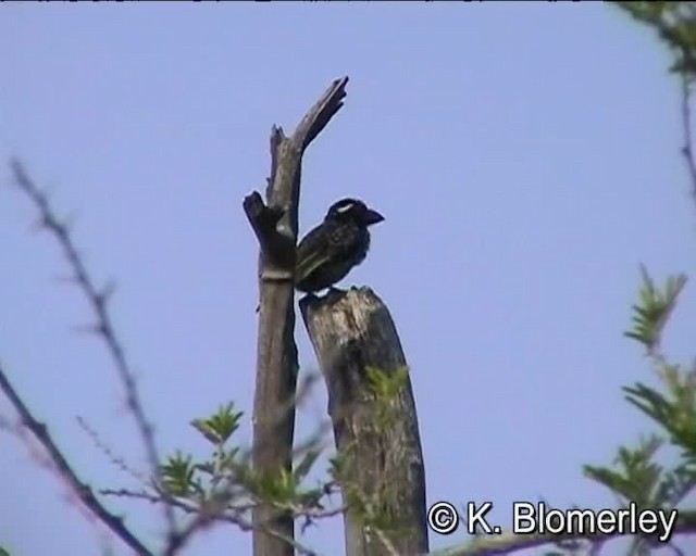 Wellenbartvogel - ML201010171