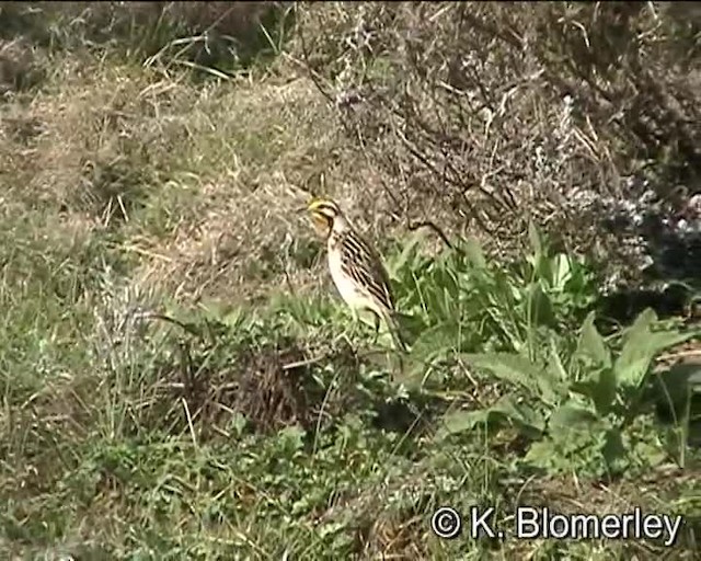 Abyssinian Longclaw - ML201010181