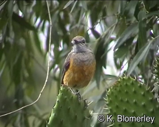 Little Rock-Thrush - ML201010211