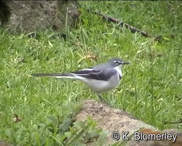 Mountain Wagtail - ML201010221