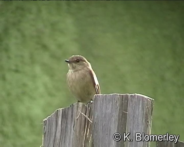 African Dusky Flycatcher - ML201010231