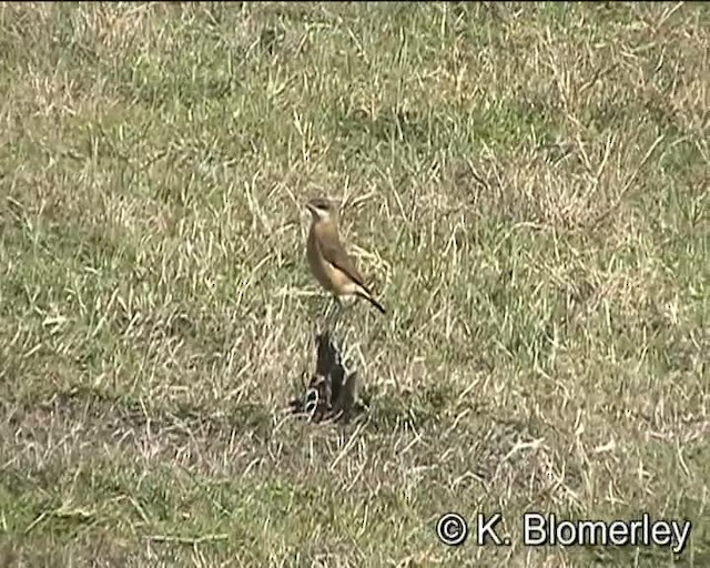 Rusty-breasted Wheatear - ML201010301