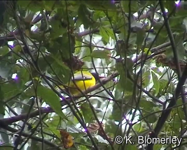 Ethiopian Black-headed Oriole - ML201010321