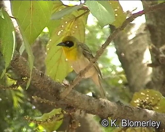 ミミグロハタオリ（baglafecht グループ） - ML201010371