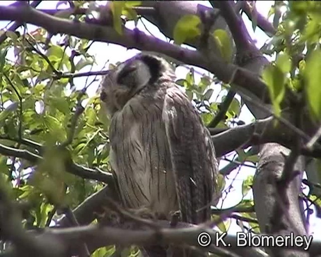 Northern White-faced Owl - ML201010391