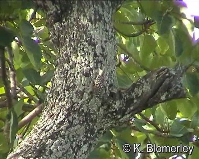 African Spotted Creeper - ML201010421