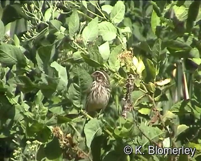 Streaky Seedeater - ML201010451