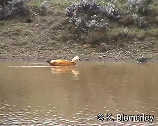 Ruddy Shelduck - ML201010461