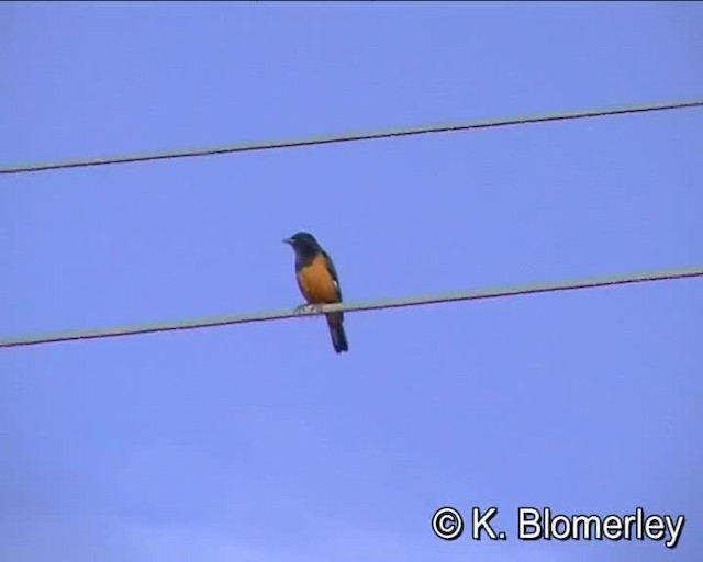 White-winged Cliff-Chat - ML201010491