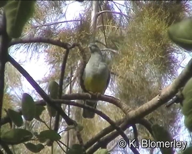 Bruce's Green-Pigeon - ML201010511