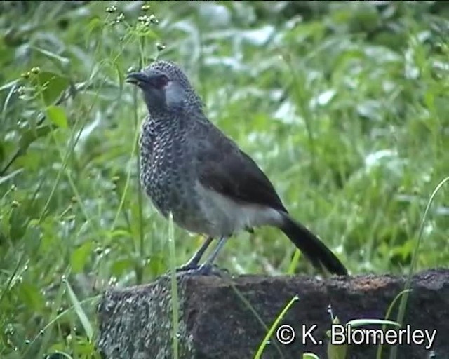 White-rumped Babbler - ML201010521